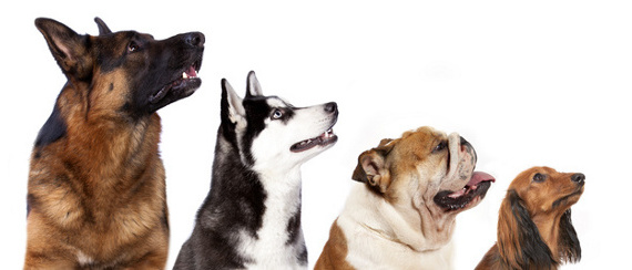 Versicherungsvergleich Hundehaftpflichtversicherung